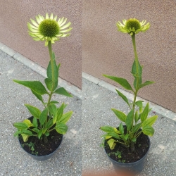 Jeżówka    Green Jewel